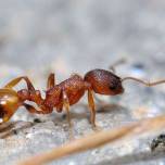 У муравьев во время ходьбы «отключается» мозг
