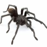 Новый вид тарантула назвали в честь джонни кэша