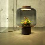 «Зелёная лампа» позволяет выращивать цветы даже в комнатах без окон
