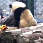 Панда, делающая селфи, покорила интернет-пользователей