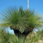 Ксанторрея (лат. xanthorrhoea) - травяное дерево