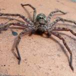 Heteropoda maxima - самый большой паук в мире