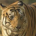 Необычный тигр-кот из индийского парка kanha
