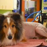 Студент-Ветеринар нашел причину болезни собаки за минуту до ее усыпления