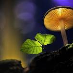 Сказочный мир грибов в снимках martin pfister