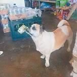 Собака сама ходит в магазин покупать колбасу