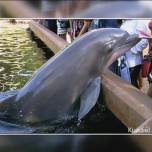 В сша дельфин попытался ограбить посетительницу парка развлечений