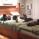 Супруги построили гигантскую кровать, чтобы спать с восемью собаками
