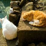 Сотни кошек облюбовали руины, где был убит цезарь