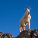 Альпийский горный козёл, или альпийский козёл, или ибекс, или козерог (лат. capra ibex)