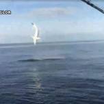 Во флориде рыбаки сняли на видео акулу, которая прикинулась дельфином