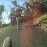 В австралии кенгуру перепрыгнул велосипедиста