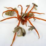 Морские пауки, или многоколенчатые (лат. pycnogonida)
