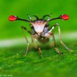 Стебельчатоглазые мухи (лат. diopsidae)