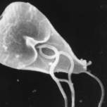 10 микроскопических монстров, обитающих в водоёмах