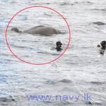 Ланкийские моряки спасли унесенного в море слона
