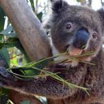 Сбежавшую в поисках любви коалу вернули краном