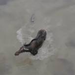 Квадрокоптер снял яростную схватку в воде между волком и лосем