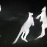 Драку кенгуру сняли на камеру ночного видения с полицейского вертолета