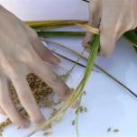Китайские агрономы вырастили рис в соленой воде