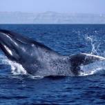 Синие киты освоили "левостороннее движение" для эффективной охоты
