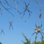 Nephila komaci — самый крупный паук, плетущий ловчие сети