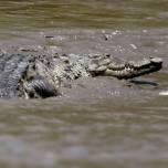 В зимбабве крокодилы напали на лодку с туристами