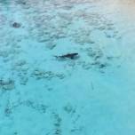 Владелец дрона спас мальчика от четырех акул на багамах