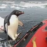 Неожиданный визит пингвина к австралийским ученым в антарктике попал на видео