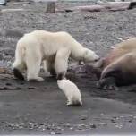 Сонный морж прогнал голодную белую медведицу с медвежонком