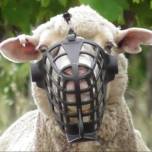 Намордник для овец: австралиец придумал способ борьбы с сорняками в виноградниках
