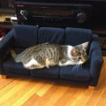 Почему бессмысленно отучать кота драть диван