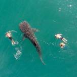 Самую большую акулу в мире сняли на видео возле купальщиков