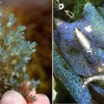 Найдены водоросли с "опаловыми" свойствами