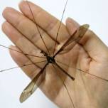В китае поймали самого большого в мире комара