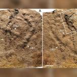 Обнаружены древнейшие на земле следы животного