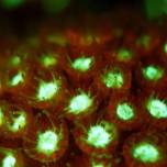 Магия океана: светящиеся кораллы