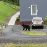 Погоню медведя за дружелюбной собакой сняли на видео