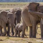 Поведение слонов зависит от голоса человека