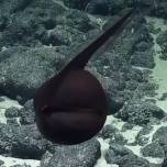 На дне океана нашли редкого монстра с огромным ртом