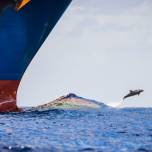 Из-За шума корабельных двигателей речь дельфинов становится проще