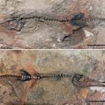 Как мальчик нашел скелет рыбы возрастом 90 млн лет