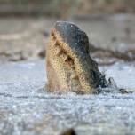 Аллигаторы вмерзли в лед из-за сильных холодов