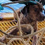 Нефтяники спасли собаку в 200 километрах от берега