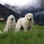 Пиренейская горная собака, или большой пиреней (фр. chien de montagne des pyrenees)
