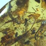 Крохотный фрагмент янтаря хранил останки 40 разных существ миллионы лет
