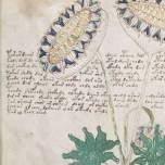 Академик из бристоля расшифровал легендарный манускрипт войнича