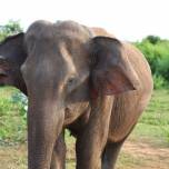 Слониха отомстила жестоким людям за своего детеныша