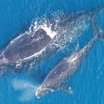 За два месяца вымерло два процента северных гладких китов