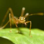 Муравьи-Портные, или муравьи-ткачи, или экофилла (лат. oecophylla)